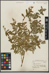 Foto von Salix purpurea subsp. amplexicaulis (Bory) C. K. Schneid.